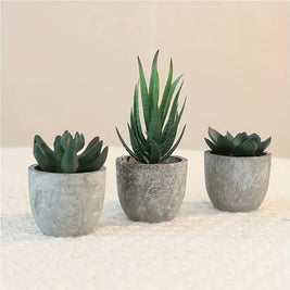 Succulent Plant Set in Concrete Pots, Low Maintenance Indoor Decor