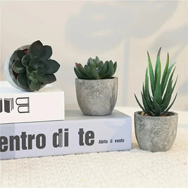 Succulent Plant Set in Concrete Pots, Low Maintenance Indoor Decor