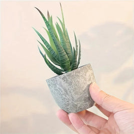 Succulent Plant Set in Concrete Pots, Low Maintenance Indoor Decor