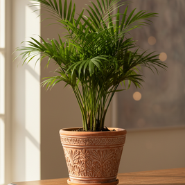 Parlor Palm